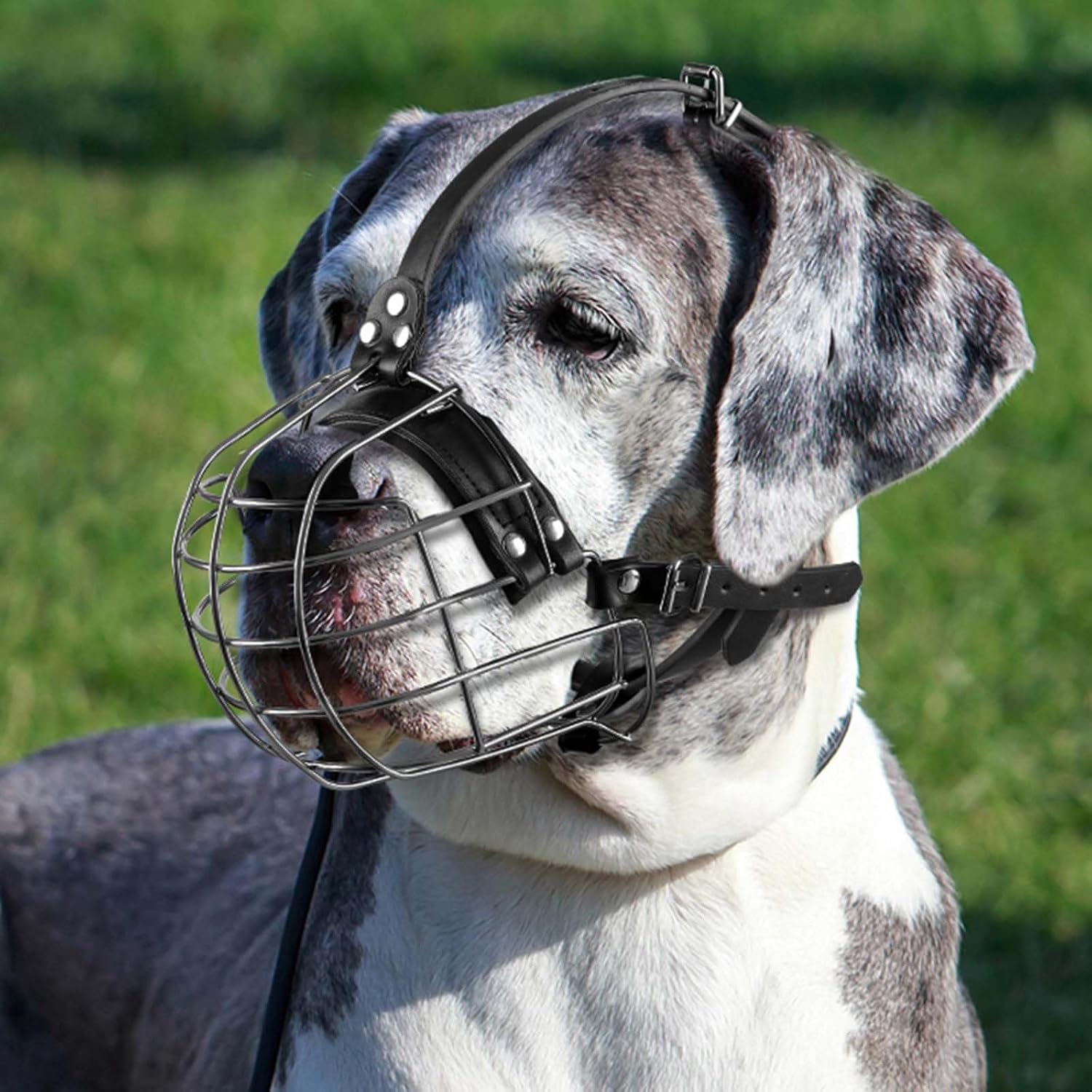 ILEPARK Bozal de Perro de Metal con Correas de Cuero, Pitbull, Gran Danés
